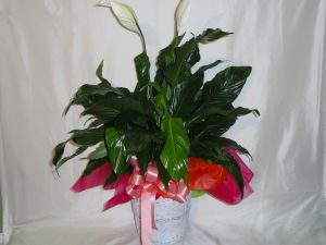 Peace Lilly - Medium