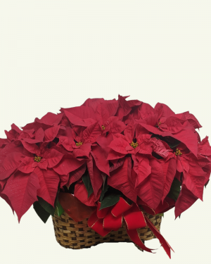 Double Poinsettia - SOLD OUT