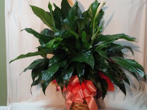 Peace Lily - Large 