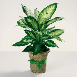 Delightful Dieffenbachia - Medium