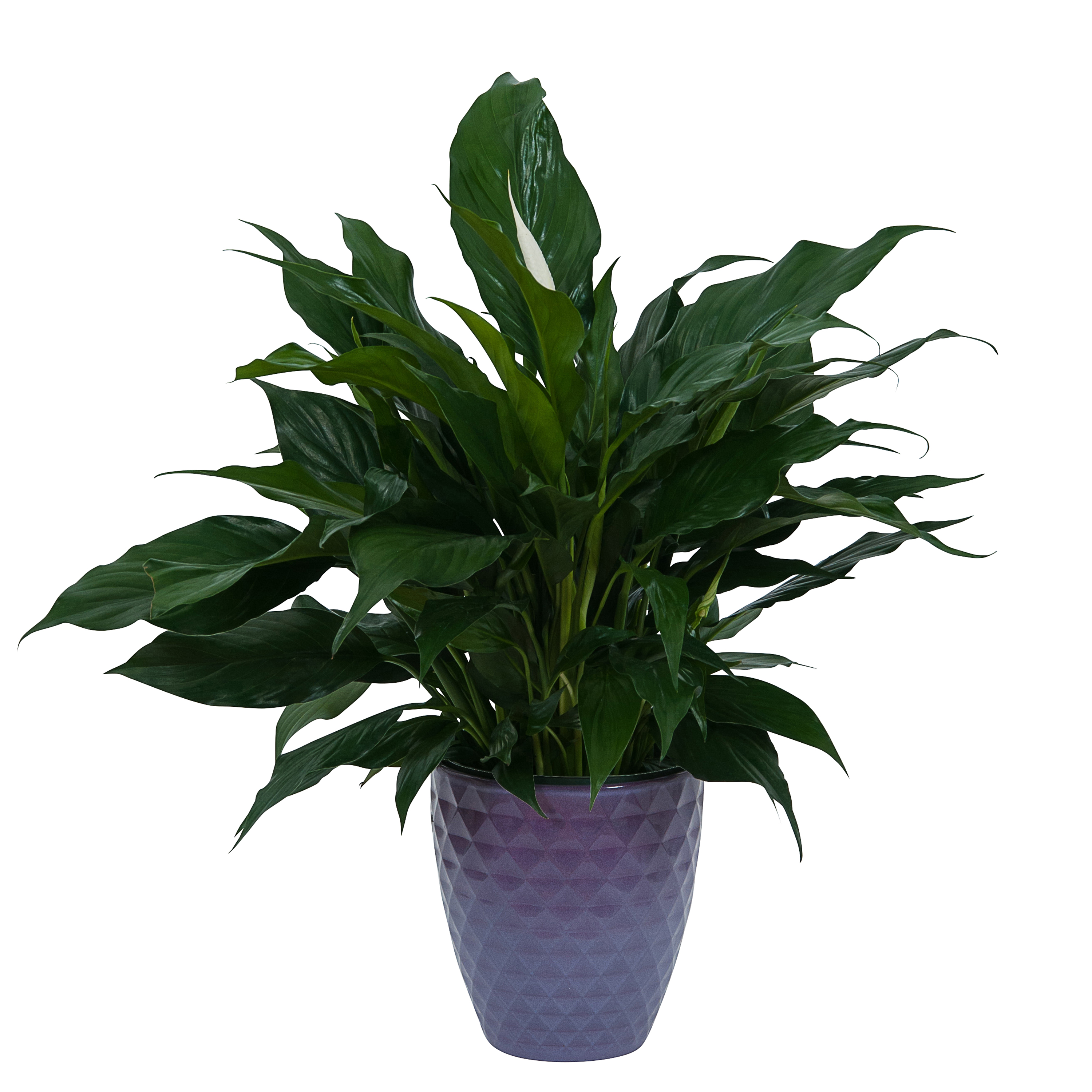 Tim's Touch Florist, Gifts & Flower Delivery Peace Lily Plant in