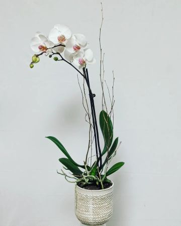 Phalaenopsis Orchid  Single Stem 
