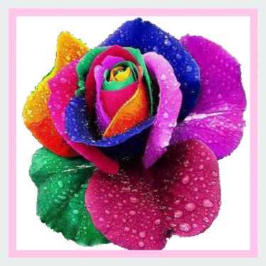 Rainbow Roses - 1 dozen