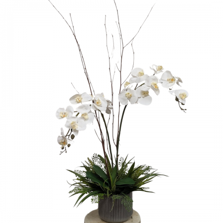 White Phalaenopsis Orchid