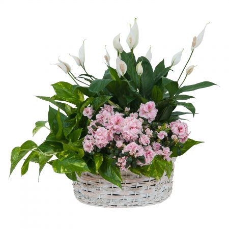 Living Blooming  White Garden Basket 