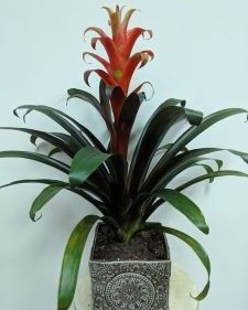 Bromeliad in Ceramic 