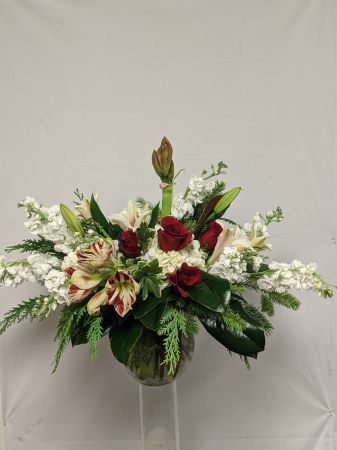 Winter Amaryllis 