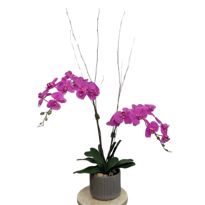 Purple Phalaenopsis Orchid