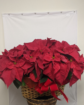 Double Poinsettia - 