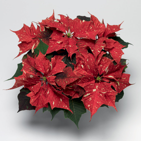 White Glitter Poinsettia