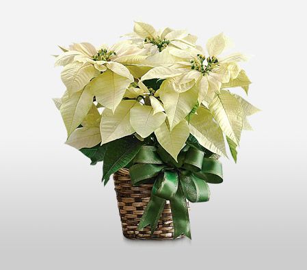 White Poinsettia - SOLD OUT