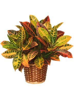 Croton - Medium - Sold Out