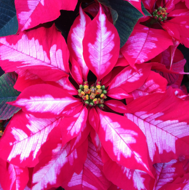 Ice Punch Poinsettia  - Sold Out