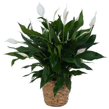 Peace Lily - small