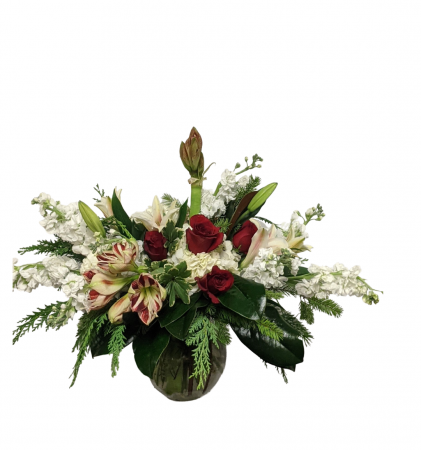 Winter Amaryllis