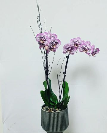 Phalaenopsis Orchid double stem 