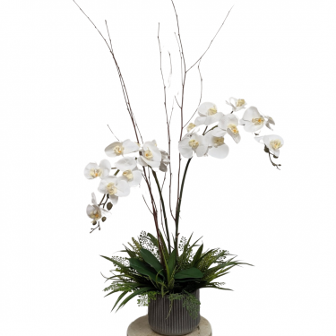 White Phalaenopsis Orchid