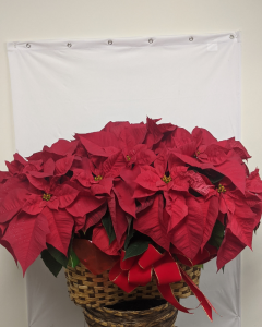 Double Poinsettia - 