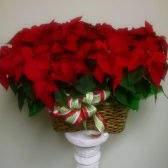 Double Poinsettia - SOLD OUT