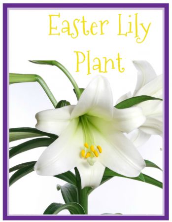 Easter Lily Plant