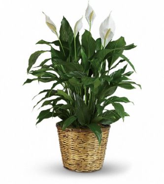 Peace Lily - Large 