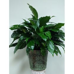 Peace Lily Large - Deluxe