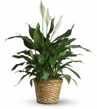 Peace Lily - Medium 