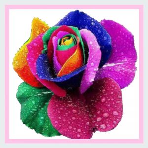 Rainbow Roses - 1 dozen - Limited Quantity