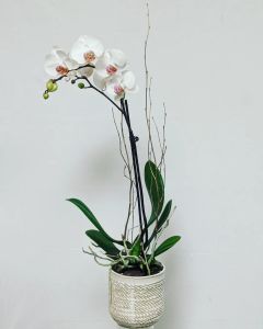 Phalaenopsis Orchid  Single Stem 