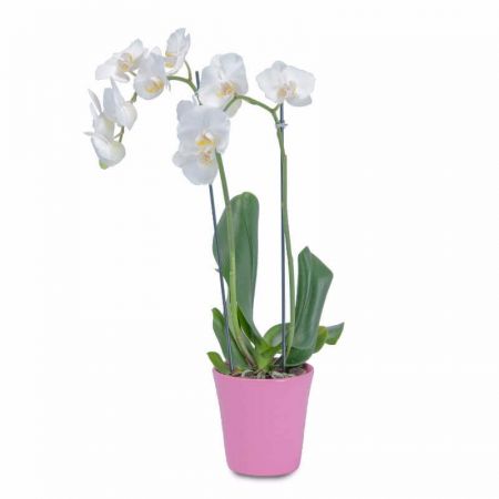 White Elegance Orchid in Pink