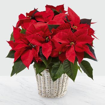 Red Poinsettia 