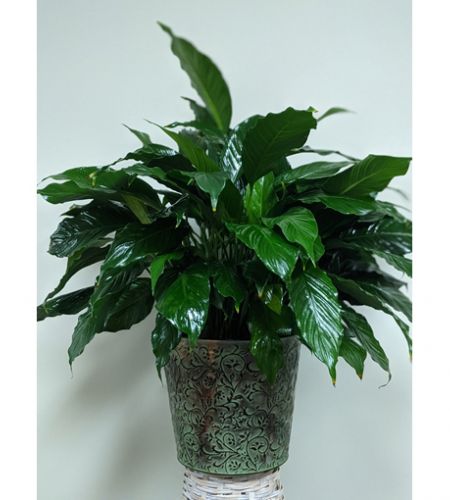 Peace Lily Medium - Deluxe